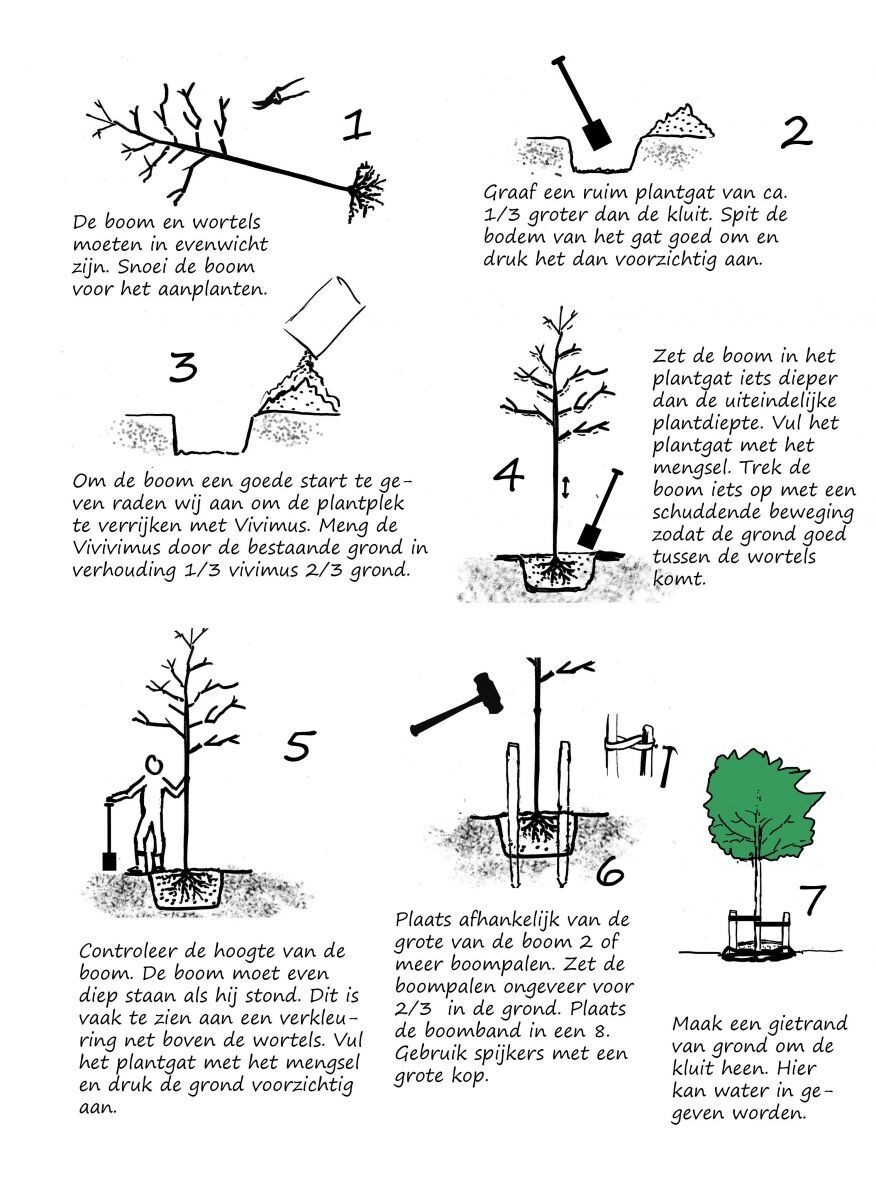 Hoe plant ik een boom