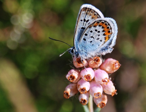 Vlinder het Blauwtje