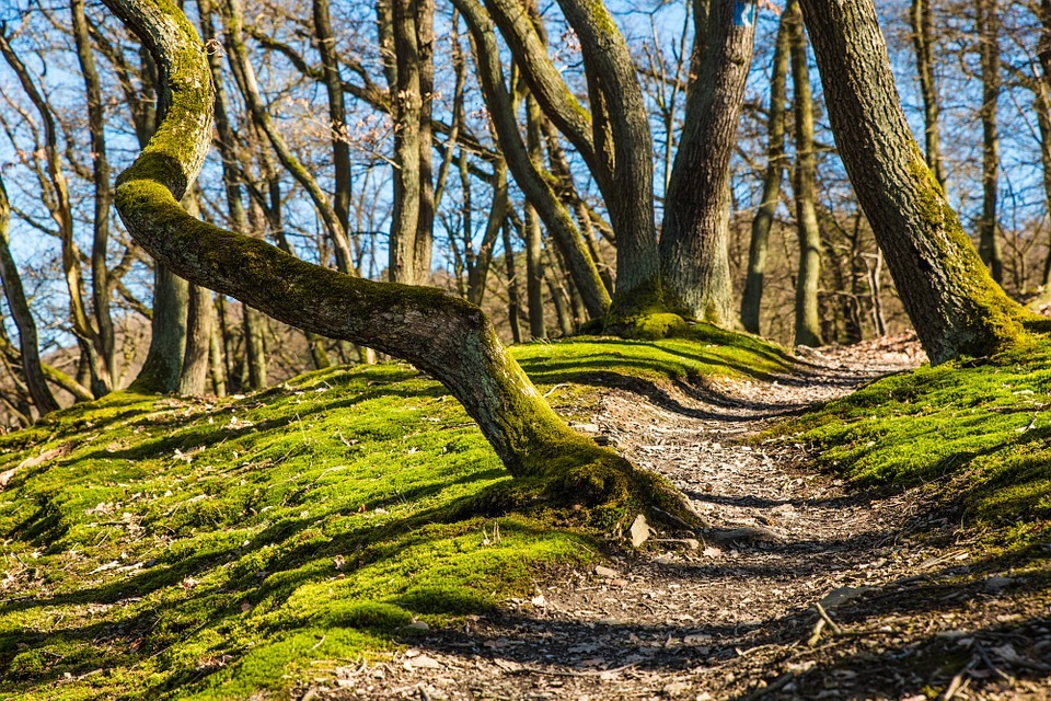 Struinbos