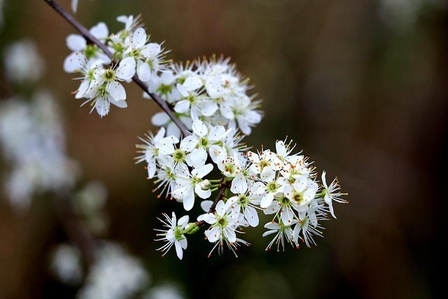 biodiversiteit bloemen